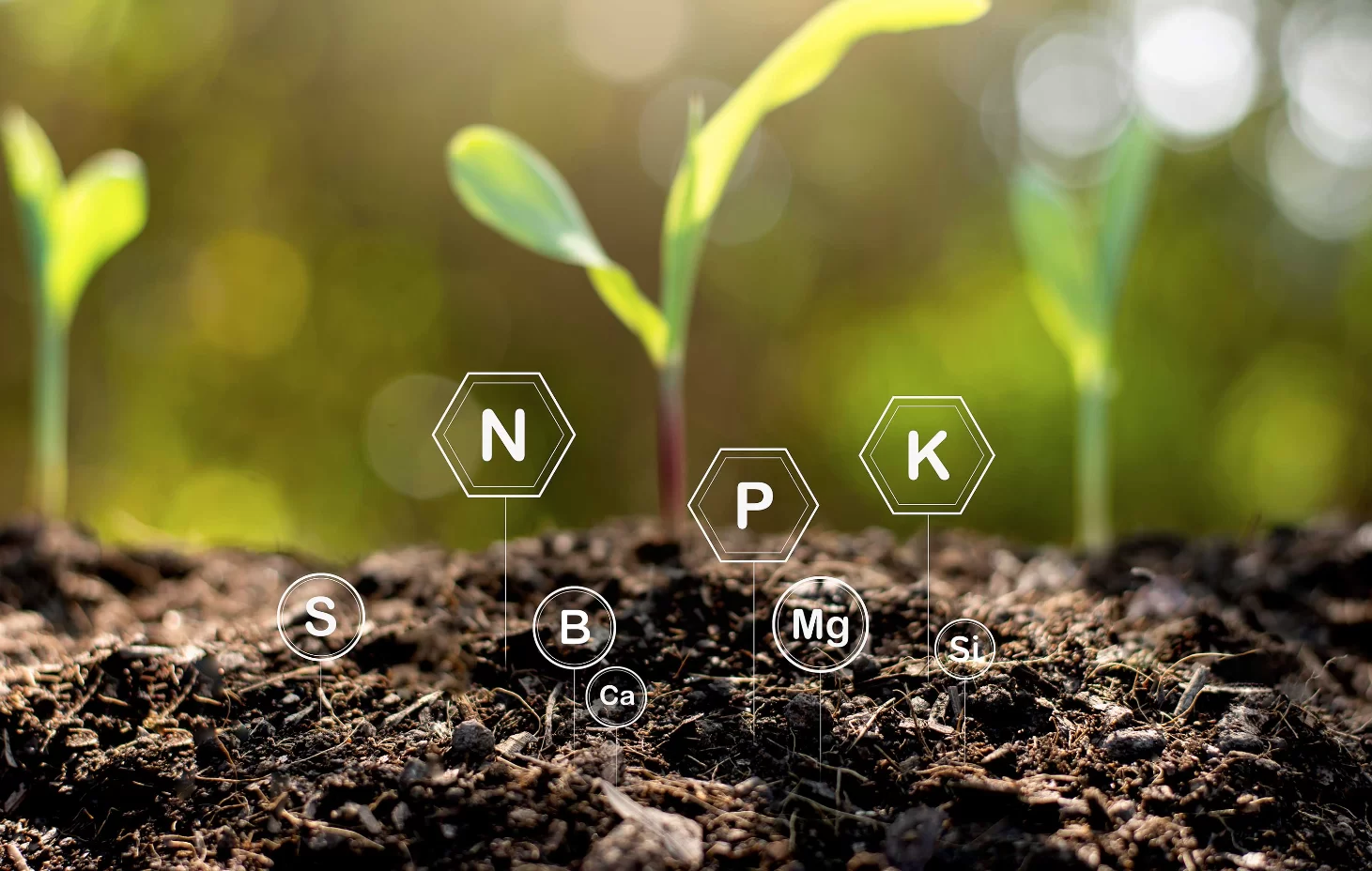 Como melhorar a eficiência do adubo NPK na absorção das plantas