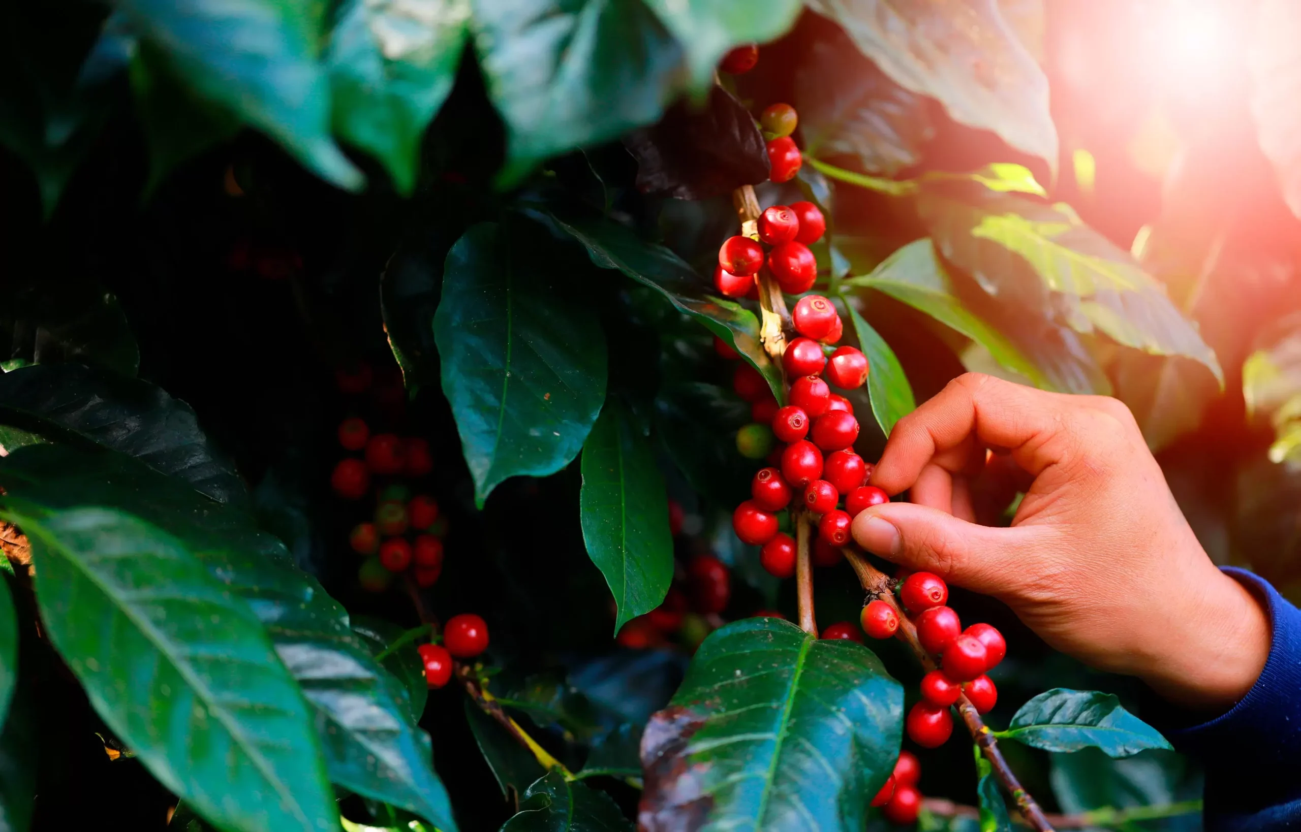 Solo fértil, café abundante: os segredos da nutrição na cafeicultura